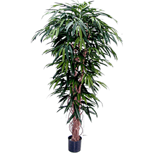Ficus Alii