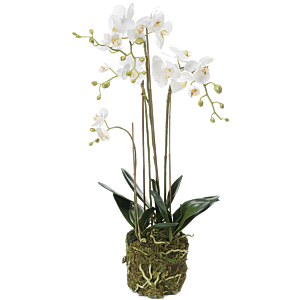 Phalaenopsis