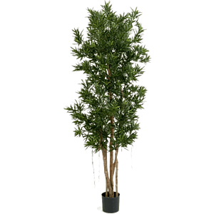 Podocarpus