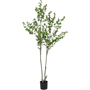 Enkianthus Perulatus