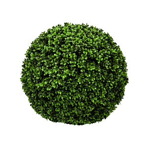 Buxus