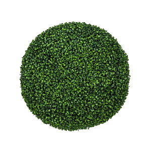 Buxus