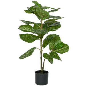 Ficus Lyrata