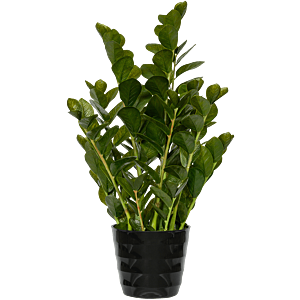 Zamioculcas