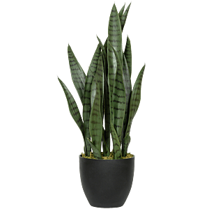 Sansevieria