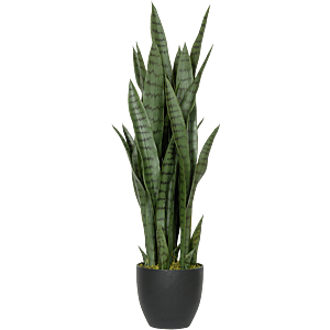 Sansevieria