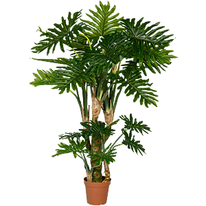 Philodendron