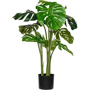 Monstera