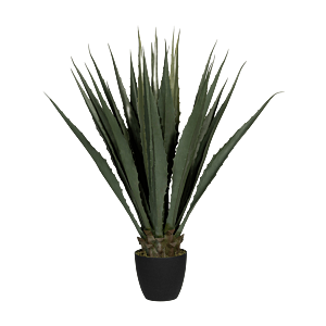 Agave
