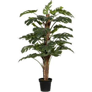 Monstera Pertusum