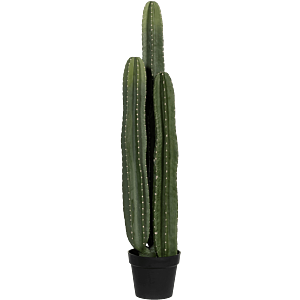 San Pedro Cactus