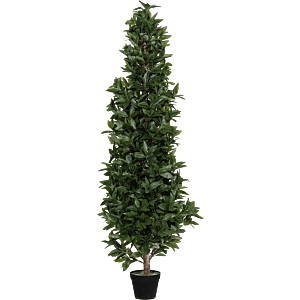 Laurier (Laurus Nobilis)