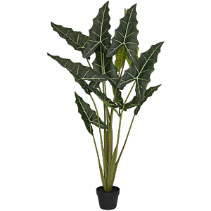 Alocasia Taro