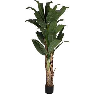 Bananenboom