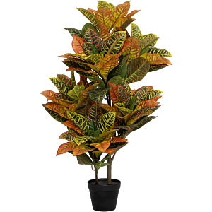 Croton (Codiaeum)