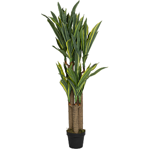 Dracaena