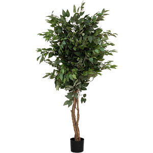 Ficus Boom