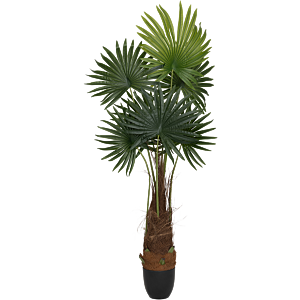 Palm
