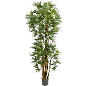 Rhapis Humilis
