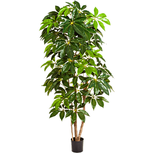 Schefflera Amate