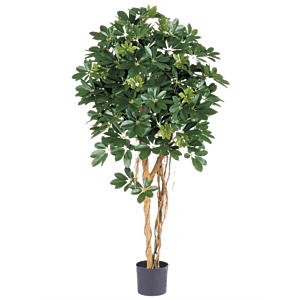 Schefflera