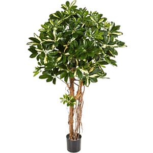 Bonte Schefflera
