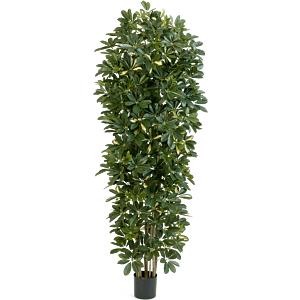 Bonte Schefflera
