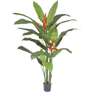 Heliconia