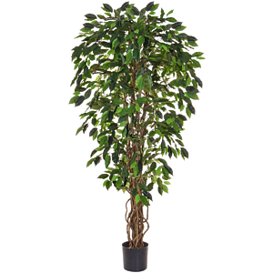Ficus Liana
