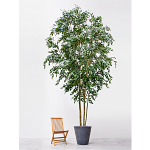 Ficus Exotica
