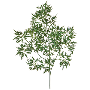 Ming Aralia