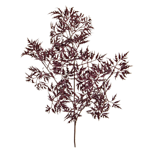 Ming Aralia
