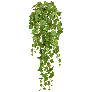 Groene Klimop