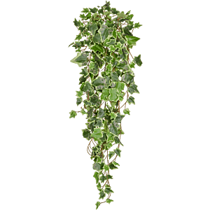 Bonte Groene Klimop