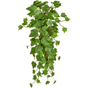Groene Klimop