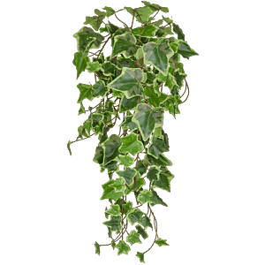Bonte Groene Klimop