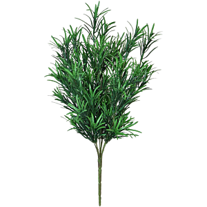 Podocarpus
