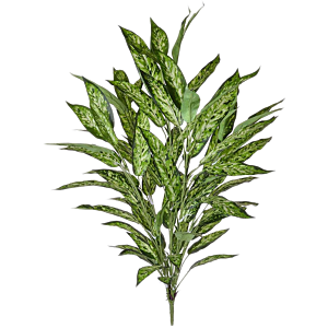 Aglaonema Bonte