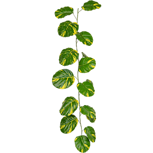 Epipremnum