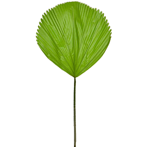 Waaierpalm