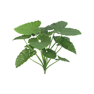 Alocasia Calidora