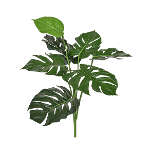 Split Philodendron