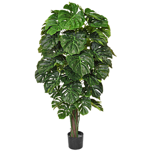 Monstera