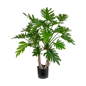 Philodendron