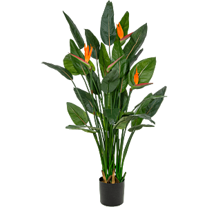 Paradijsvogelbloem