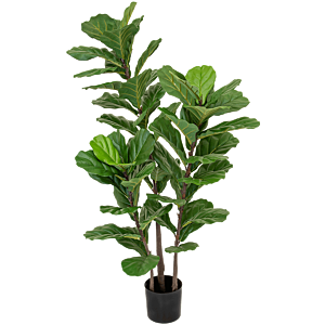 Vioolbladplant
