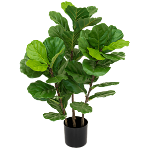 Vioolbladplant