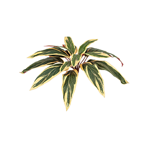 Caladium