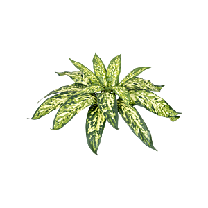 Chinese Evergreen