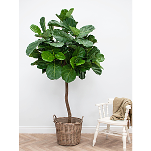 Vioolbladplant